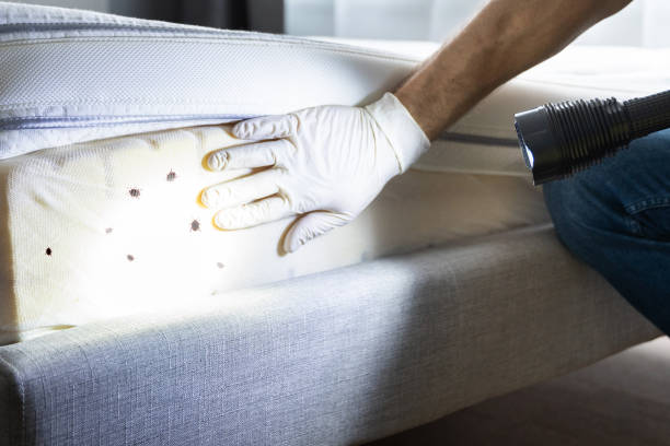 Best Best Pest Control Companies  in South Windham, CT