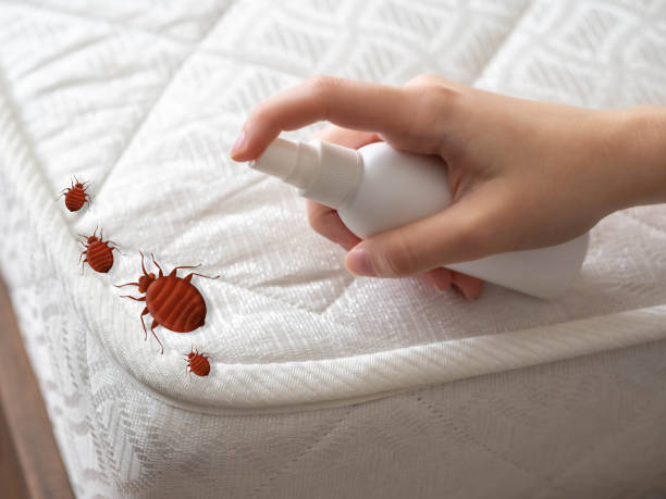 Best Mosquito Control Services  in South Windham, CT